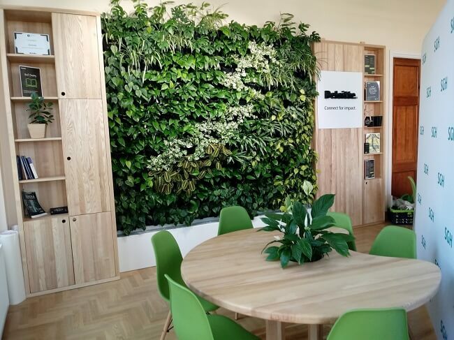 Żywa ściana z roślin - dekoracja w biurze